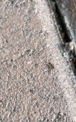 Formicidae