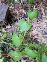 Ipomoea