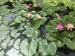 Nymphaea