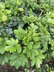 Schefflera