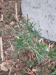 Erigeron bonariensis