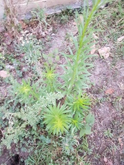 Erigeron bonariensis