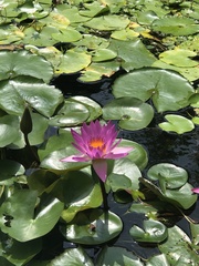 Nymphaea