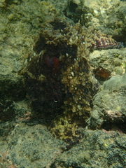 Octopus oculifer image