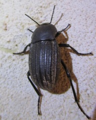 Eleodes tricostata