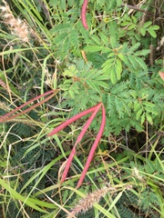 Desmanthus pernambucanus