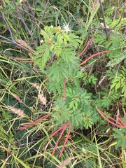 Desmanthus pernambucanus