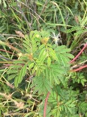 Desmanthus pernambucanus