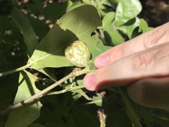 Amphibolips globulus