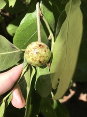 Amphibolips globulus