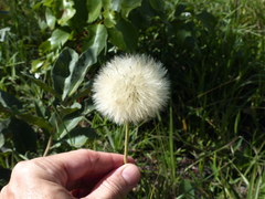 Chaptalia integerrima