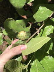 Amphibolips globulus