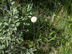 Chaptalia integerrima