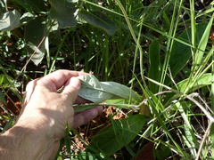 Chaptalia integerrima