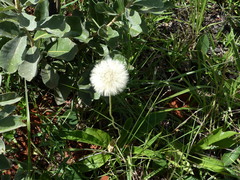 Chaptalia integerrima