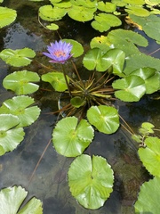 Nymphaea