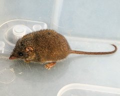 Antechinus agilis
