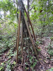 Socratea