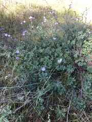 Sidalcea diploscypha