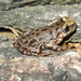 Schmidt's Uruguay Tree Frog - Photo (c) 2007 Raul Maneyro, some rights reserved (CC BY-SA)