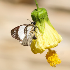 Heliopetes ochroleuca