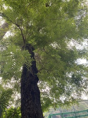 Senna siamea
