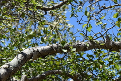 Sarcomphalus amole