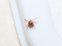 Amblyomma americanum
