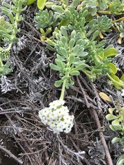 Heliotropium anomalum