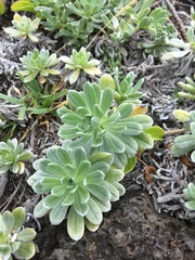 Heliotropium anomalum