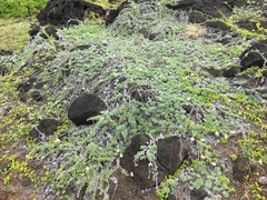 Heliotropium anomalum