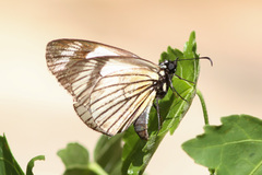 Heliopetes ochroleuca