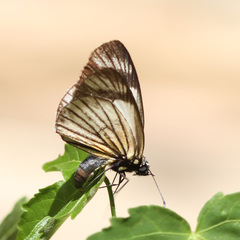 Heliopetes ochroleuca