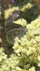 Satyrium semiluna