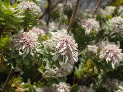 Lachnaea macrantha