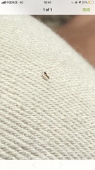 Formicidae