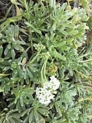 Heliotropium anomalum