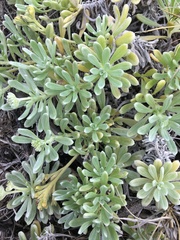 Heliotropium anomalum