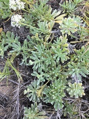 Heliotropium anomalum