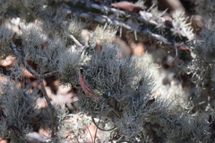 Tillandsia intermedia