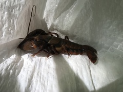 Procambarus dupratzii