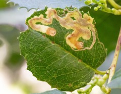 Stigmella braunella