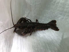 Procambarus dupratzii