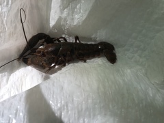 Procambarus dupratzii