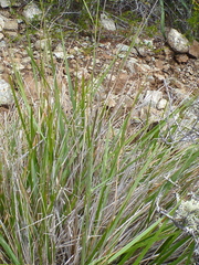 Calamagrostis ophitidis