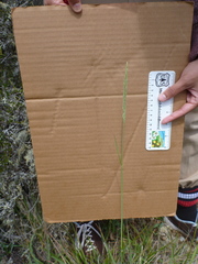 Calamagrostis ophitidis