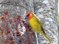 Piranga erythrocephala