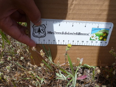 Hemizonia congesta lutescens