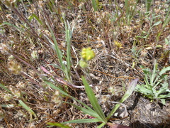Hemizonia congesta lutescens