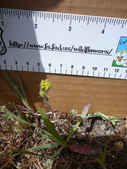 Hemizonia congesta lutescens